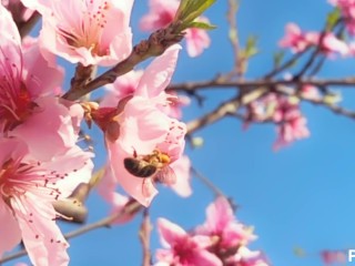 Interracial gay pollen heist gets rough