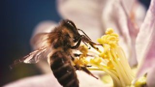 POLICE BEE RUBBED AT PISTIL POINT